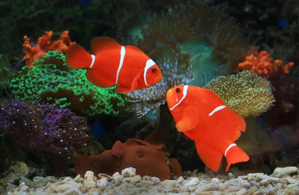 How to Decorate a Fish Tank, Easy, Safe, and Beautiful decoration Ideas