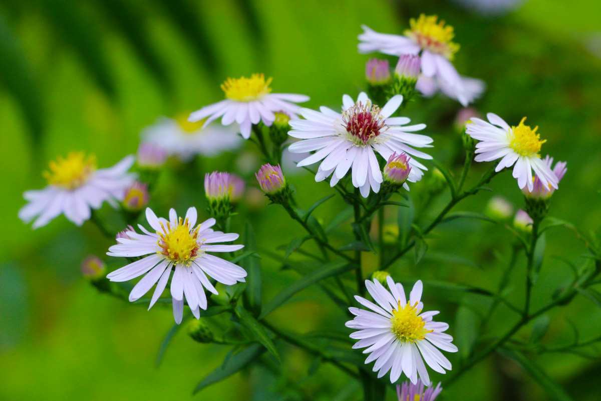 September's birth flower is the Aster, which represents wisdom, patience, and deep love