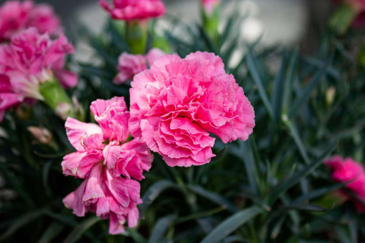January Birth Flower - Vibrant red and white carnations symbolizing love and admiration.