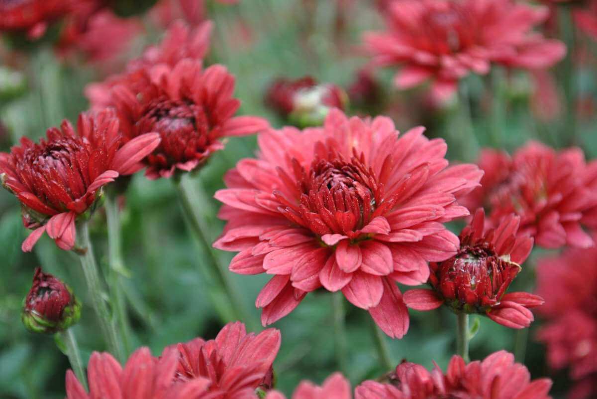 November's birth flower is the chrysanthemum, symbolizing the beauty of loyalty, friendship, and truth