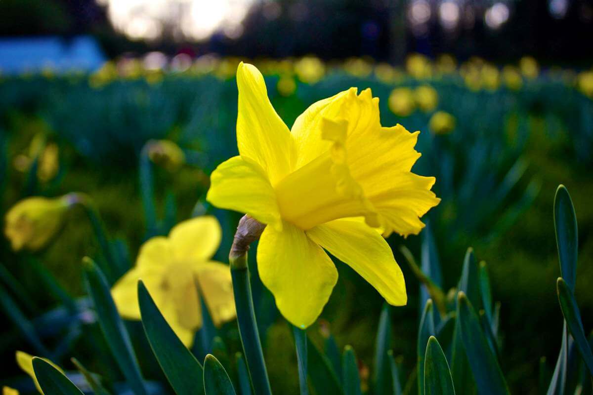 March's birth flower is the daffodil, one of the early signs of renewal and hope, as well as new freshness
