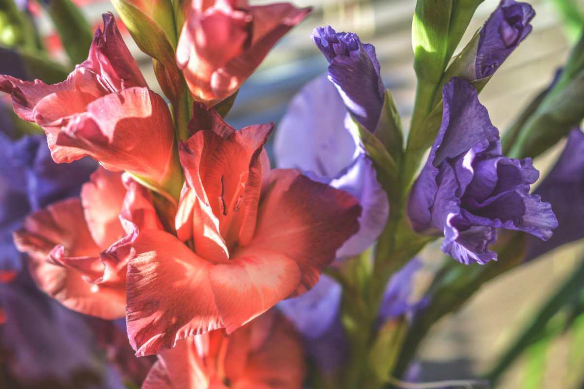 Gladiolus is the August birth flower, considered a true symbol of strength, loyalty, honesty, and moral values