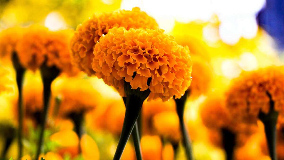Marigold is the birth flower for October, embodying passion and warmth along with creativity