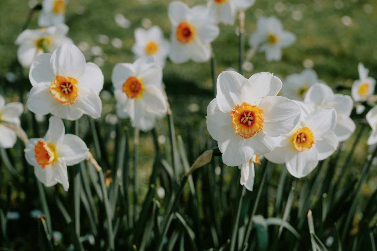 The daffodil, or paperwhite, is the birth flower for December, symbolizing hope, respect, and the onset of cold weather