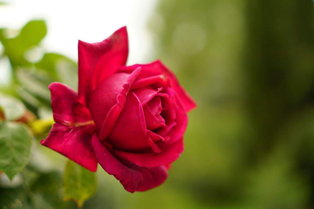 The rose is the birth flower of June, the most unique of the world's famous flowers and is widely considered the king or prince of all flowers